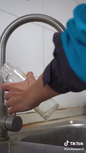 How to take care of baby tiger 🐯 #AEJeansSoundOn #cute #zoo #tiktokpets #amazing #baby #tigerking #🐯