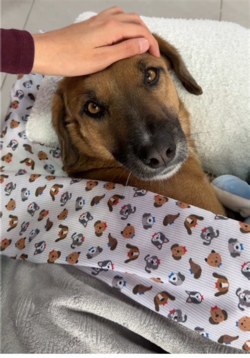 Respuesta a @N_L Les hice una nueva camita 😄 | sticker