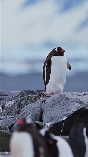 The Jumping Penguin Fact