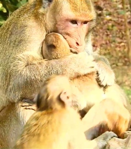 Oh! The big boss is making two little monkeys! Great boss Mark plays with kids #cutemonkey | Cute Monkey