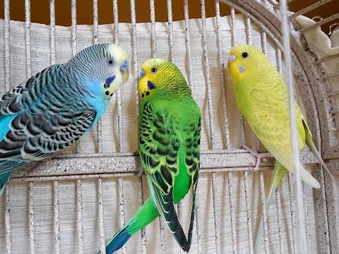 Great Parakeets Budgies Chirping for lonely budgies. Talking, Kissing. Sounds of Nature