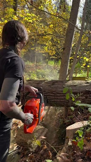 No one can identify that species I’m cuttin #chainsaw #forestry #forest #woods #tree #trees