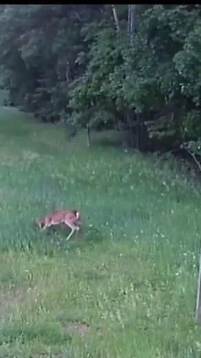Buckmasters™ on Instagram: "Check out this doe attack a hawk for catching a rabbit 😳 Have you ever seen a deer do anything like this? There is a motherly instinct that kicks in no matter what the species but defending a different species is a first for us!"