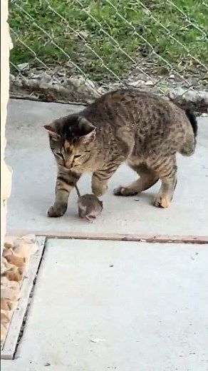 When someone else does your job 😹🤣 #viralvideo #cat #funny #cats