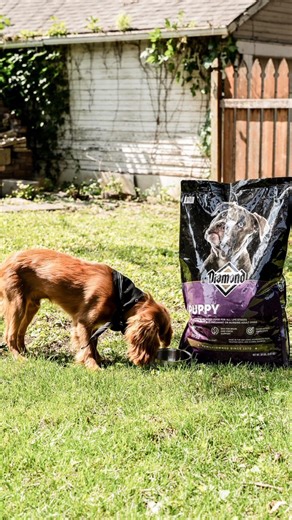 Our Diamond® Puppy Formula is a complete and balanced food made to support all life stages, including puppies and pregnant or nursing adult dogs. 31% protein and 20% fat help support proper growth, while DHA helps support proper brain and vision development. 🐾 Learn more about this quality formula: dpf.pet/puppy | Diamond Pet Foods