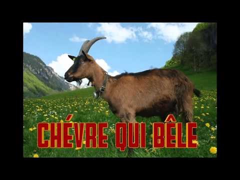 Chèvre qui bêle - Cri de la chevre - Verso della capra - Goat sound