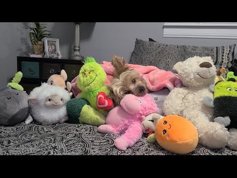 Snuggling Millie: Heart-Melting Bedtime Magic 🌙🥹 #cutedog #Yorkie #sleepydog #cutenessoverload #dog