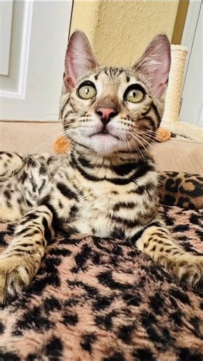 #Tigress #Syphira “it’s #adventure time. Let’s go to a #nature trail!” #cat #OMG #exercise #kitten