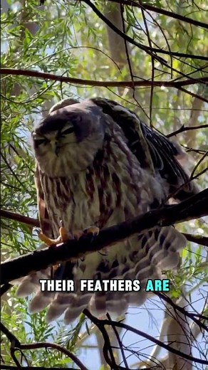 Amazing Owl Facts You Didn’t Know! 😱 #wildlife #animals #nature #facts #interestingfacts