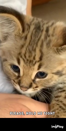 Little savannah на TikTok