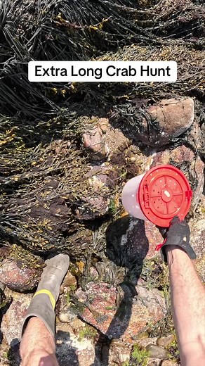 This might be the last crab hunt for a bit with blackfish season closing, but then again they are also good bait for sea bass #crabhunting #lowtide #crabbing #satisfying #crabs