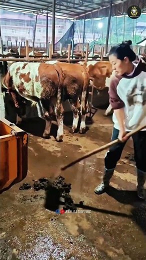 Cow Dung Turns Into Organic Fertilizer! 🐄 #farming