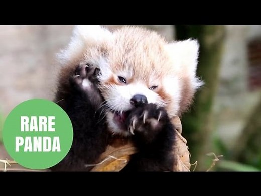 Adorable Video Shows Rare Baby Red Panda