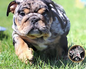 "Shrinkabulls Jedi" cutest puppy flower attack. Merle tri Shrinkabulls english bulldog puppy video | Shrinkabulls World Famous