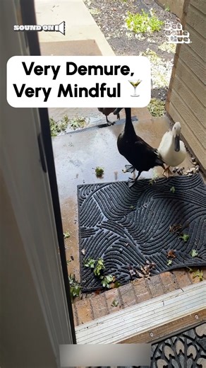The house has gone to the ducks! 🦆🦆 (Via - Kalee O.) #Ducks #Funny #DuckMemes #DuckLife #Duck | The Pet Collective