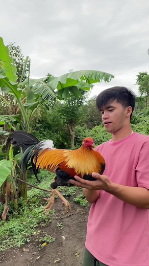 Manok Tari: Highlights and Techniques in Backyard Cockfighting