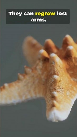 Amazing facts about sea stars ⭐️ #SeaStar #Starfish #OceanFacts #MarineBiology #Shorts
