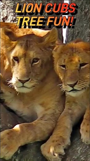 Baby Lions Playing Together High Up in a Tree 🥰🦁 #wildlife