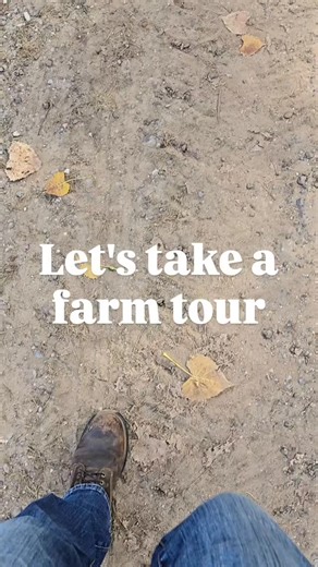 Walk with us through the farm. The sun’s high, the pigs are cooling off in the mud, the turkeys wander up to say hello, and the piglets are off running through the pasture. Everywhere you look, animals are thriving outside under an open sky. Healthy animals, healthy land, and food raised with care. #yourconnectiontoyourfood #pastureraised #farmersyouknow #qualityyoutrust #grassfed #farmlife #puremichigan | Jake's Country Meats