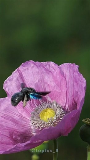 TOPICS by Naveen kumawat on Instagram: "Part 2: Reproduction in Plants | #reels #science #nature #education"