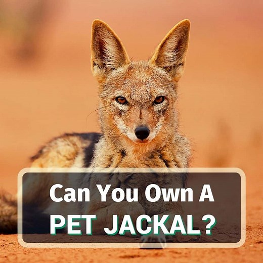 Can You Own A Pet Jackal? What Would It Be Like?