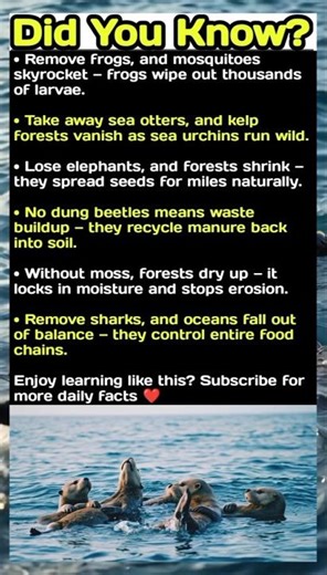 Remove One Animal… and Nature Starts Falling Apart