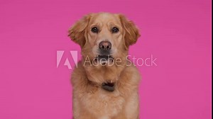 adorable golden retriever dog sticking out tongue, licking nose and panting while sitting in front of pink background