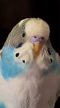 Beautiful eyelashes of Budgie.🥰😍 #budgie #trend #birds #viral #trending #budgies #bird #birdlife