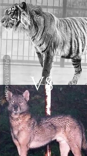 Javan Tiger vs Japanese Wolf #java #japan