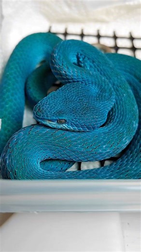 Check out this beautiful blue pit viper snake #venomman20 #animals #snakes #reptiles #venomous #blueviper #bluesnake | Venomman20