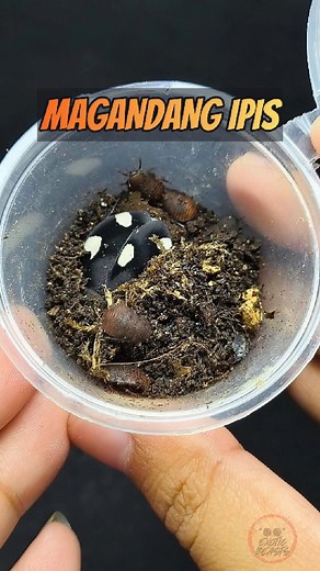 Magandang... IPIS? 😳😬 #cockroach #dominos #insects #exoticbeasts #fbreels #fypシ #foryoupage #trendingreels #reelschallenge #reelsfacebook | Exotic Beasts