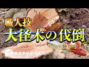 【林業】超神級！職人勝る！大径木の伐倒！