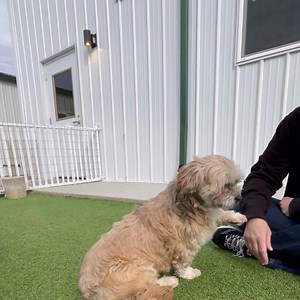 7.3K views · 932 reactions | Please take a moment to meet Buffy, our seven-year-old Lhasa Apso. Buffy has been waiting since January to find the home she deserves. Lydia will tell you about Buffy, and if you’d like to meet her, please complete an application on our website. #LhasaApso #AdoptMe #NMDR | National Mill Dog Rescue | Facebook