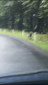 Heute von einem Teammitglied von uns aufgenommen: Mögliche Wolfssichtung heute um 19:50 beim Hühnerberg nahe Graz Was meint ihr? Hund oder Wolf? | Hundeschule DOGS Steiermark