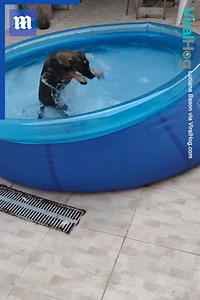 You can take the dog out of the pool, but you can't take the pool out of the dog! 😂🌊🐶 via ViralHog | Daily Mail Video