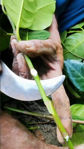 Grafting technology, just align the cambium, and leave the rest to time🌱#kalam #grafting #shorts