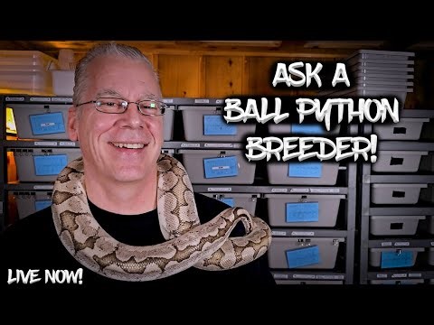 Chris Hardwick Reptiles is Live! Let's talk Ball Pythons!