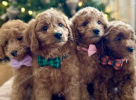 F1b Small Mini Goldendoodles - DNA/health tested parents