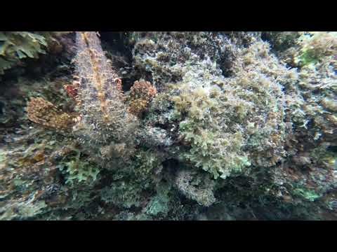 Stonefish Spikes Up in Defense! 🐟