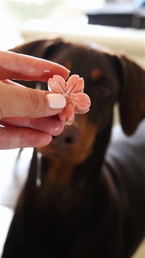 You can use code: Xena to save $ with native pet to make your own! #dogmom #pets #asmr #asmrsounds