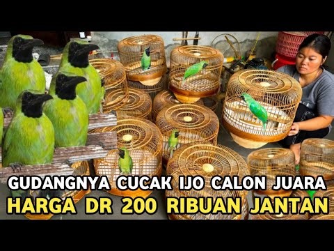 MARKAS CUCAK IJO BODI BESAR BONUS BAHAN RASA GACORAN DI PB PRAMUKA HARGA DR 450 RIBUAN