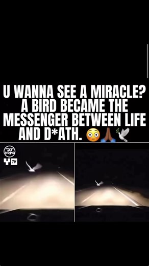 The Divine Intervention of a Bird: A Life-Saving Message