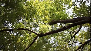 Green Leaf of Cinnamomum camphora tree