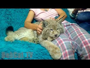 A GIRL IS PETTING HER LYNX