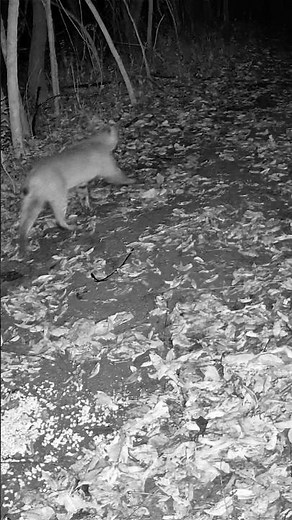 Massive Bobcat Caught on Trail Camera at Night | Rare Wildlife Footage #shorts