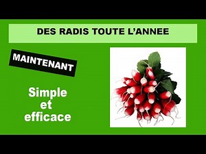 Comment cueillir des radis toute l'année