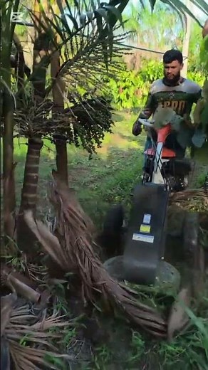 How to clear weeds from your land
