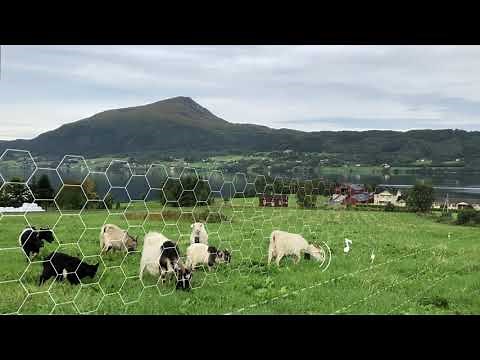 Nofence virtual fence in action. Goats