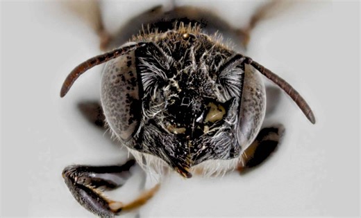 Scientists Just Found a Tiny Horned Bee With a Name as Sinister as Its Appearance