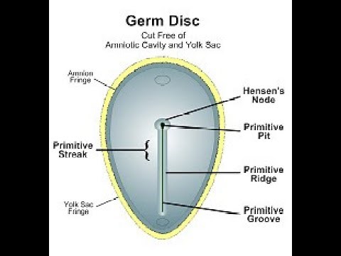 Formation of the Primitive streak / Hensen's node / Primitive node Primitive groove